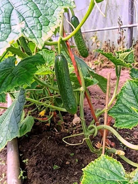 kea2thewiqkm5x9jcdhvu6jkg snackkomkommerpb