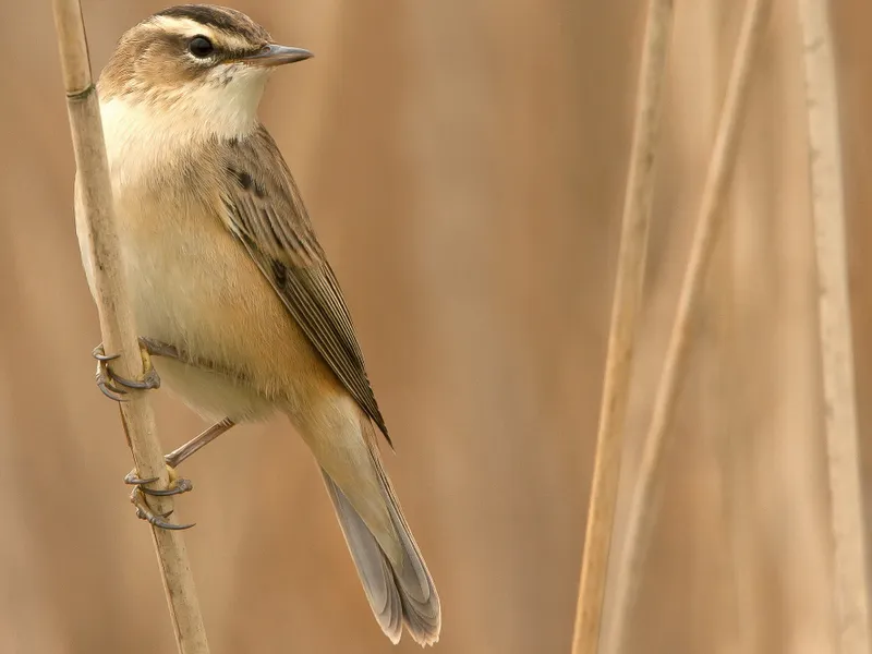 knirxjvtj91zc9lfco86sbgjf 228130