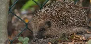 ls6marg6lczzpcahqofcvv0vb 26625