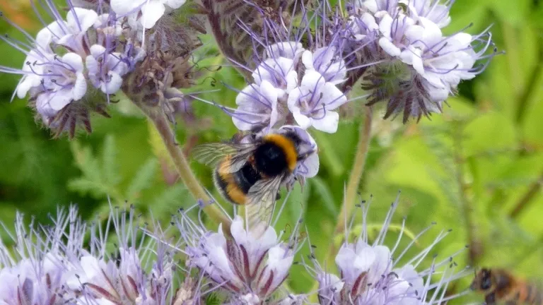 m7luyx9xs4myl9uvgrahivhw9 2014 07 02 phacelia of bijenvoer met hommel