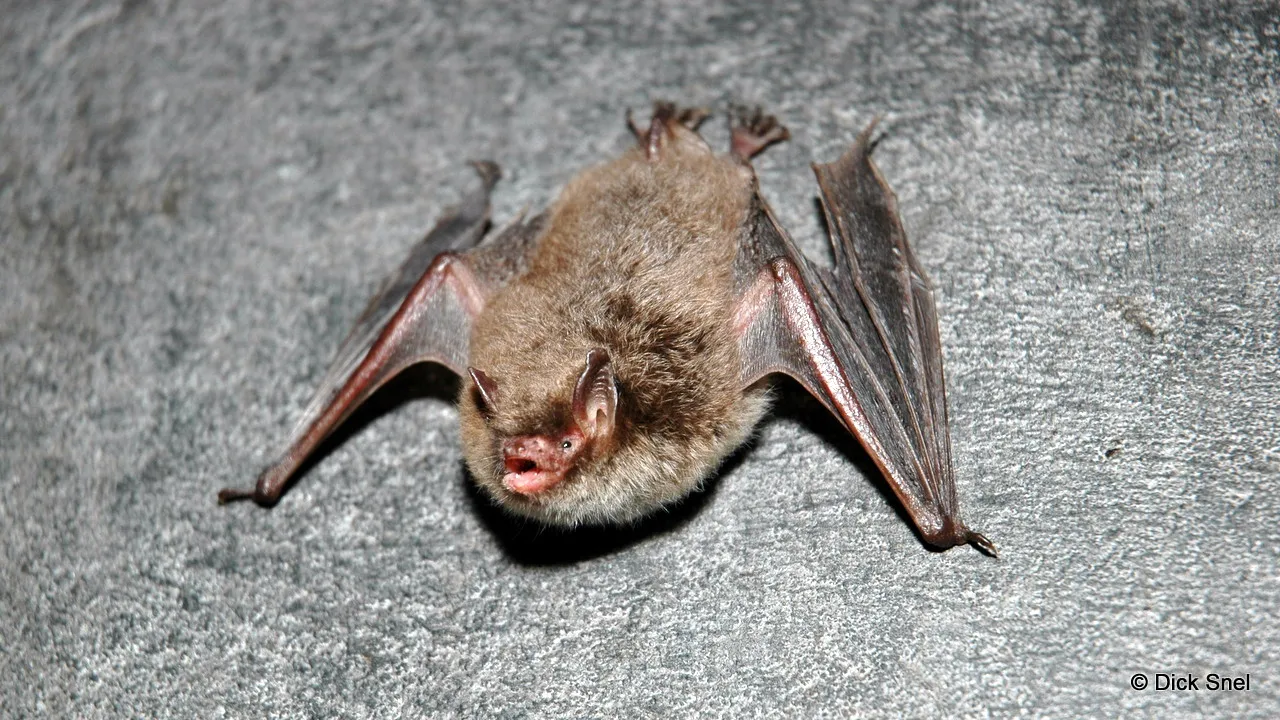 n5fib3t2sohvjscac3ish6wu9 2014 01 27 vleermuis dick snel 3