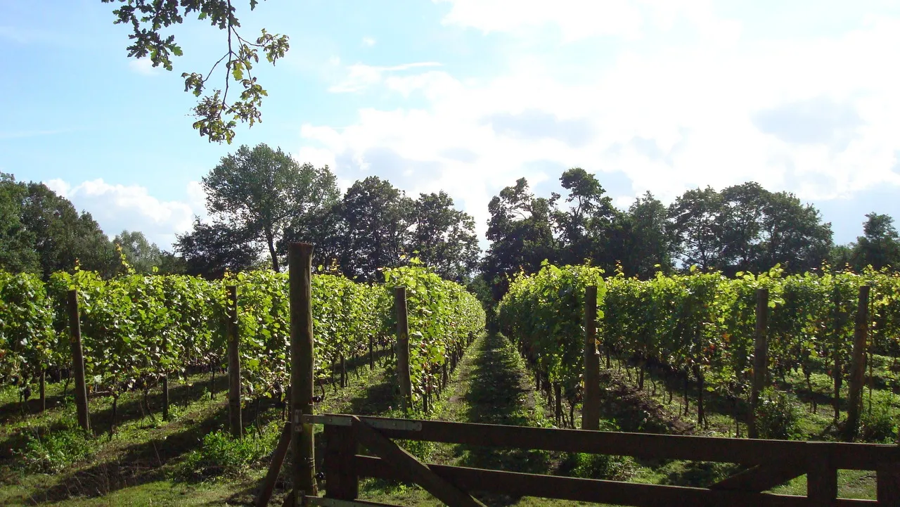 n5g9ulo8mfuqel6bdup01a88t wijngaard de breede beek