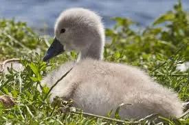 o0rrlzi3focr3jphha6ycm57h 70005