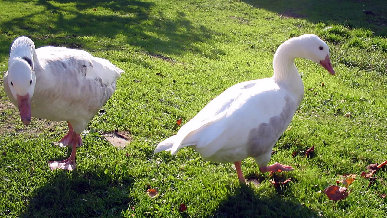 obfpqit0sccnb826414s5qqux 2013 06 16ganzen