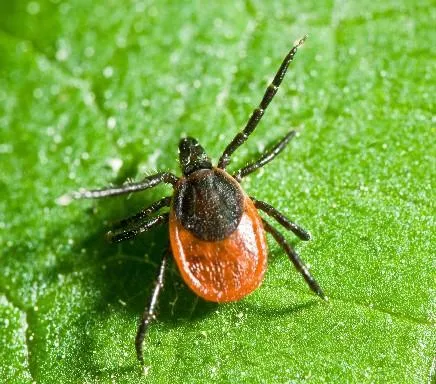 orpfwseghu4l2n5milq4hipat teek