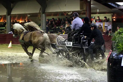 p1svqvkna7k634yzqgugoazx6 32217