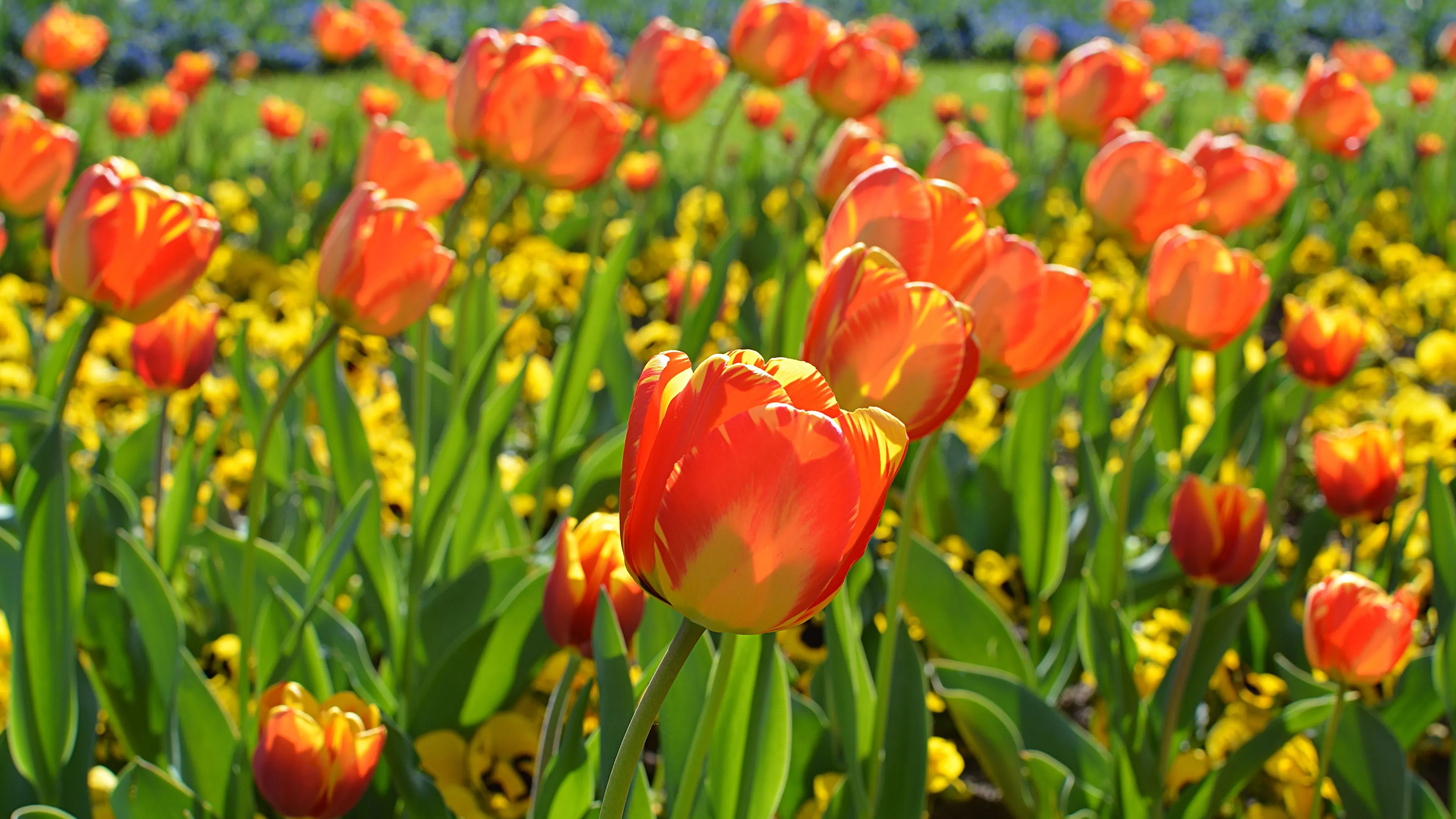 plant flower petal tulip orange spring 574879 pxherecom