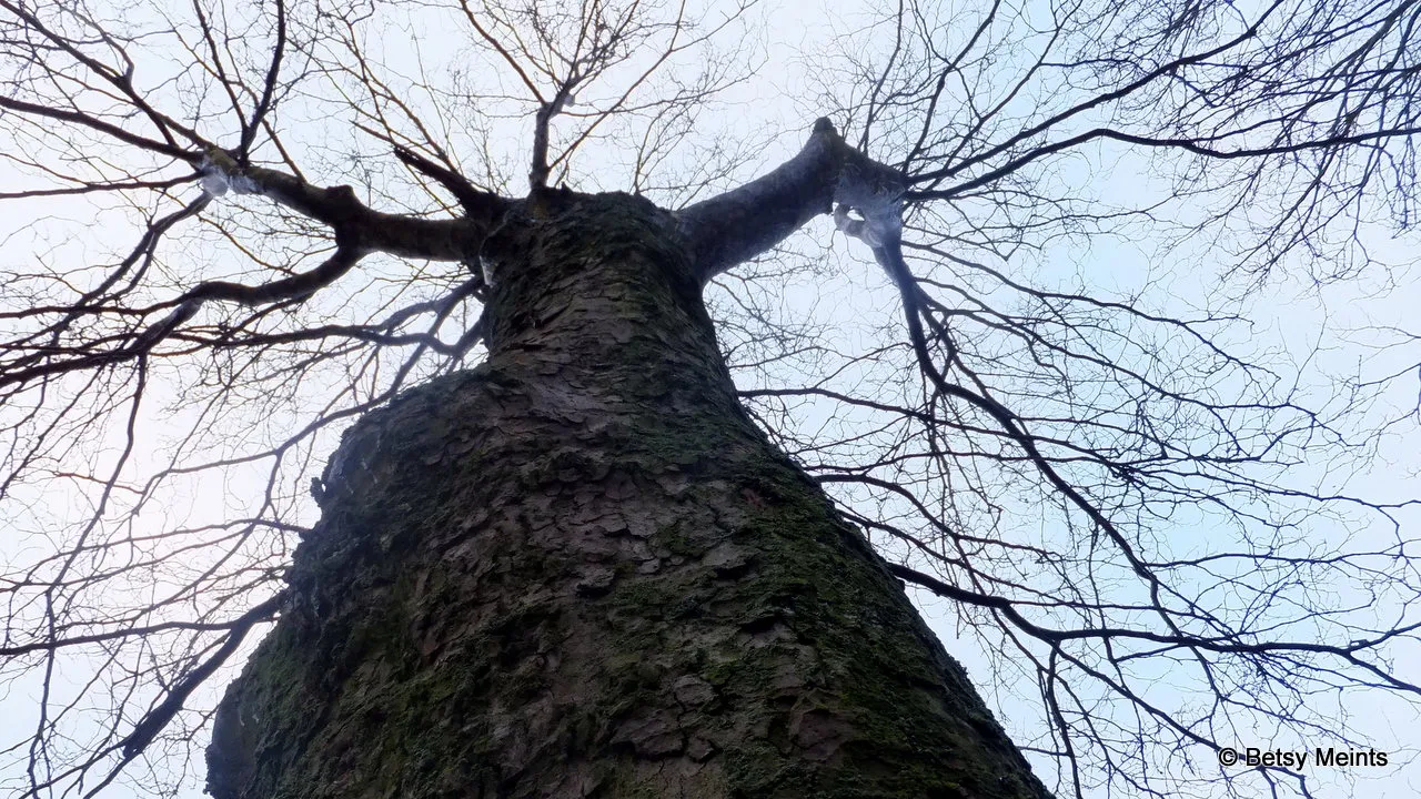 pmqkqiteeu7atm4szpbe61h20 2014 01 24 betsy 1