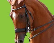 q86ahq6tj25ybzb5r6lwcfv0z foto links paarden01