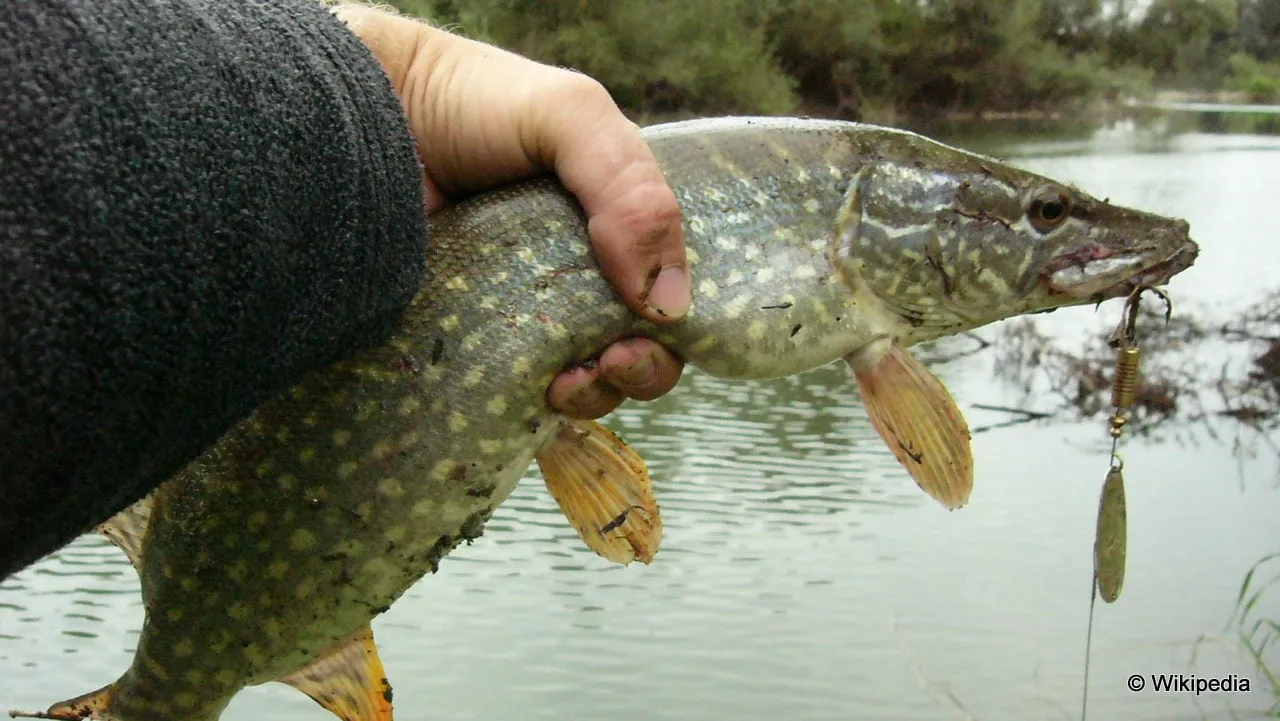 szn9yne6711mde74fcb1bxcaw 2013 10 19 roofvis