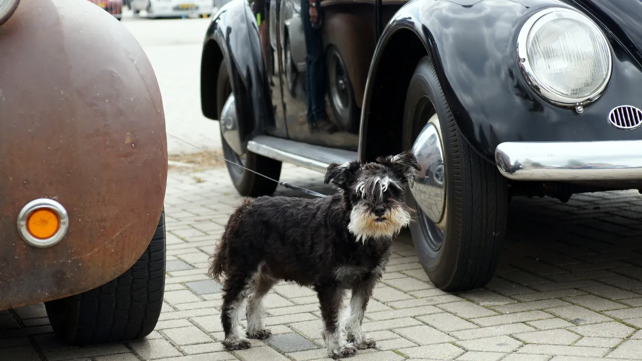 uue0diqb9glnt1mmbv6rw9uky 2013 07 14jansdal oldtimer