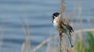 va9yt6ejf2quruglteu0i6xdi nationale vogelweek 2014 9 2