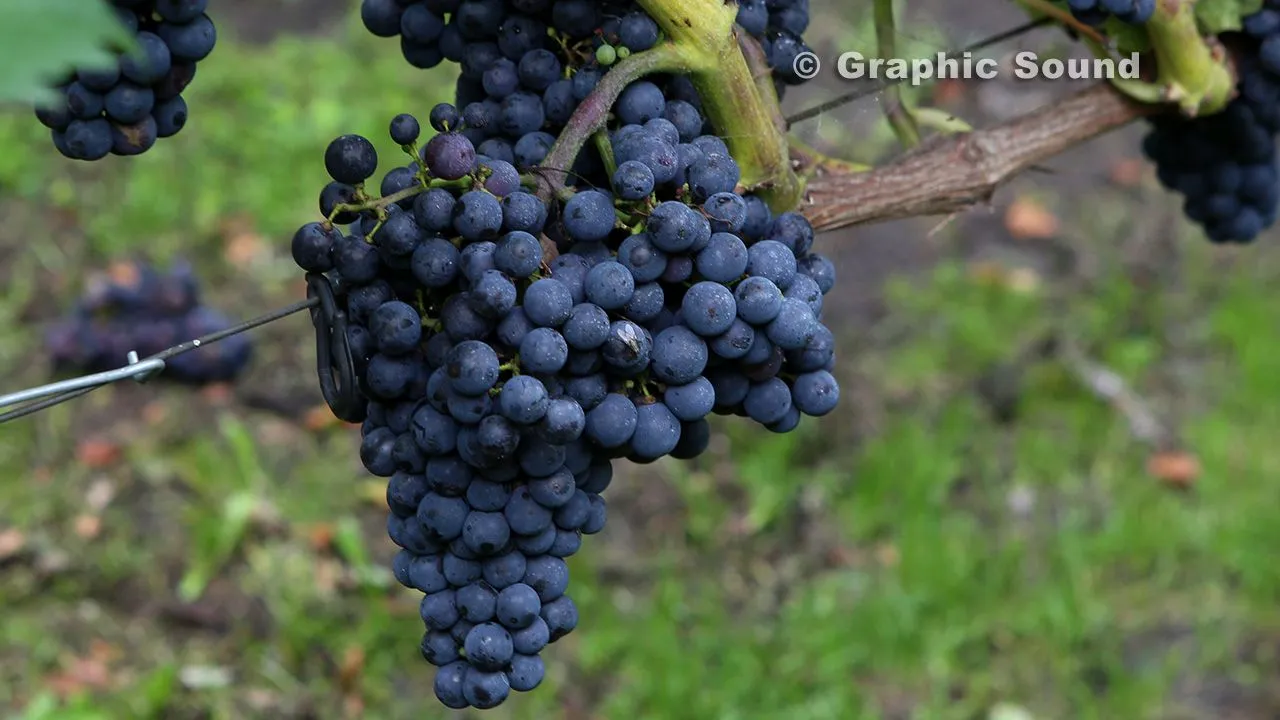 vez69af8n9ptn1qf4s87vsj3m 202013 09 14 breede beek 008