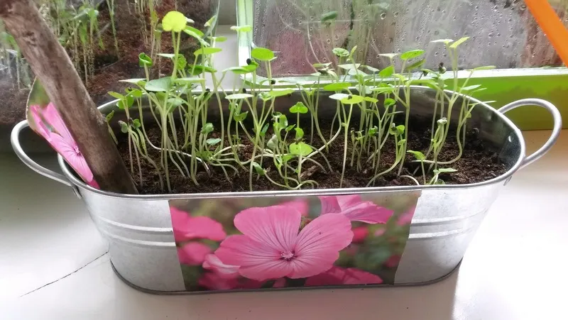 wh671457lyyswseu29v75pnru foto bloemen1