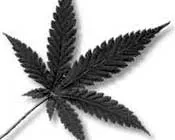 xr7biw357zq79co4ovbzv8t6n foto links wiet