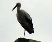 y07dhvdk3fozquvp8v1bc05h0 222977