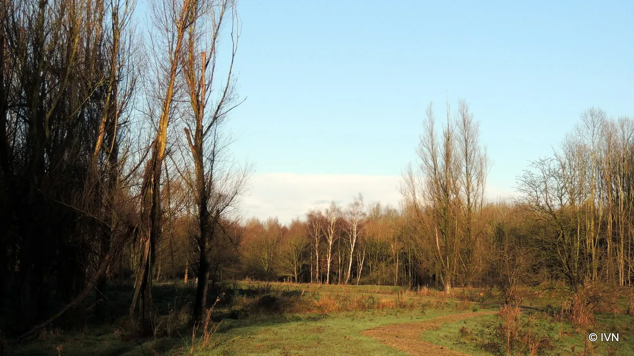 yh3pmk28vh2hkop1z2c60k9ga 2014 01 25 hulckeseijnse bos 2