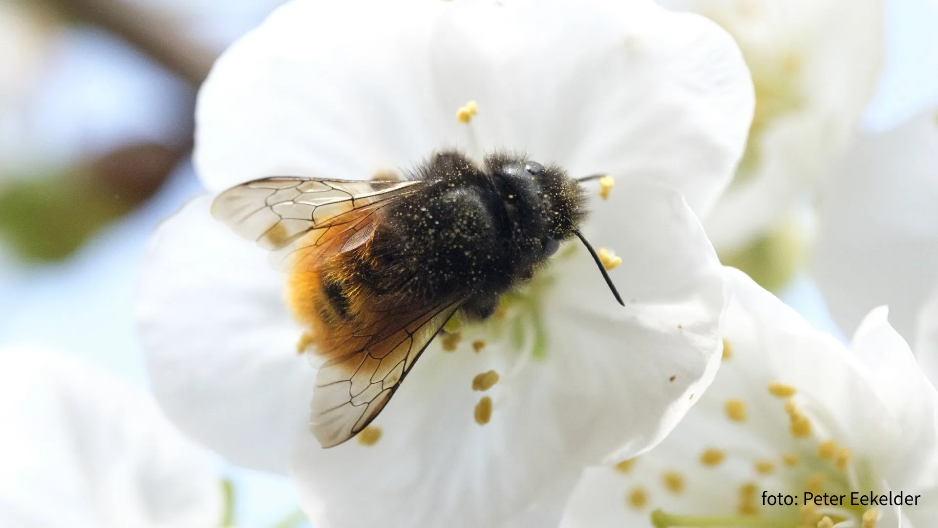 2024 02 20 gehoornde metselbij op kersenbloesem peter eekelder1