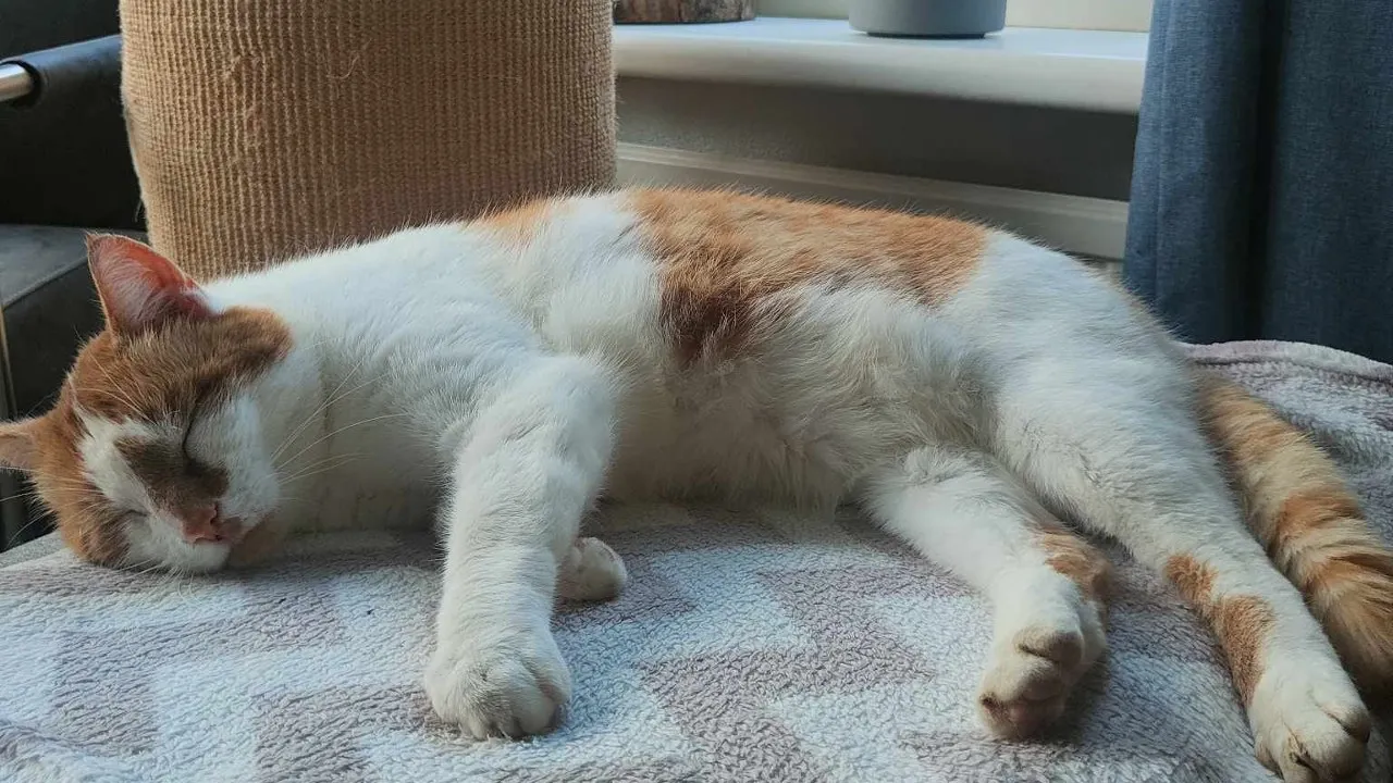 2024 06 06 teruggevonden kat