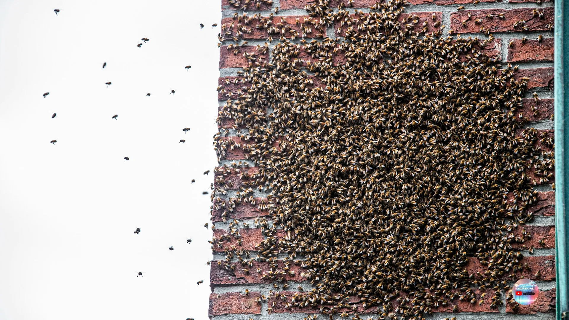 2024 06 17 bijenvolk