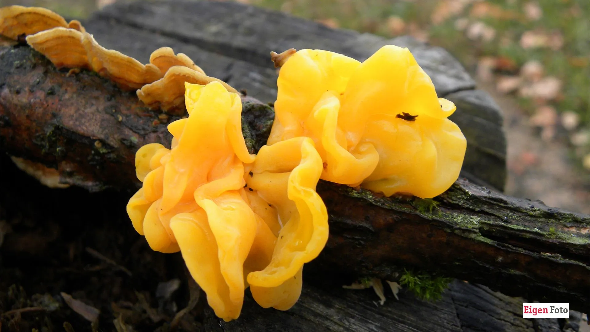 2024 10 03 paddenstoel gele trilzwam