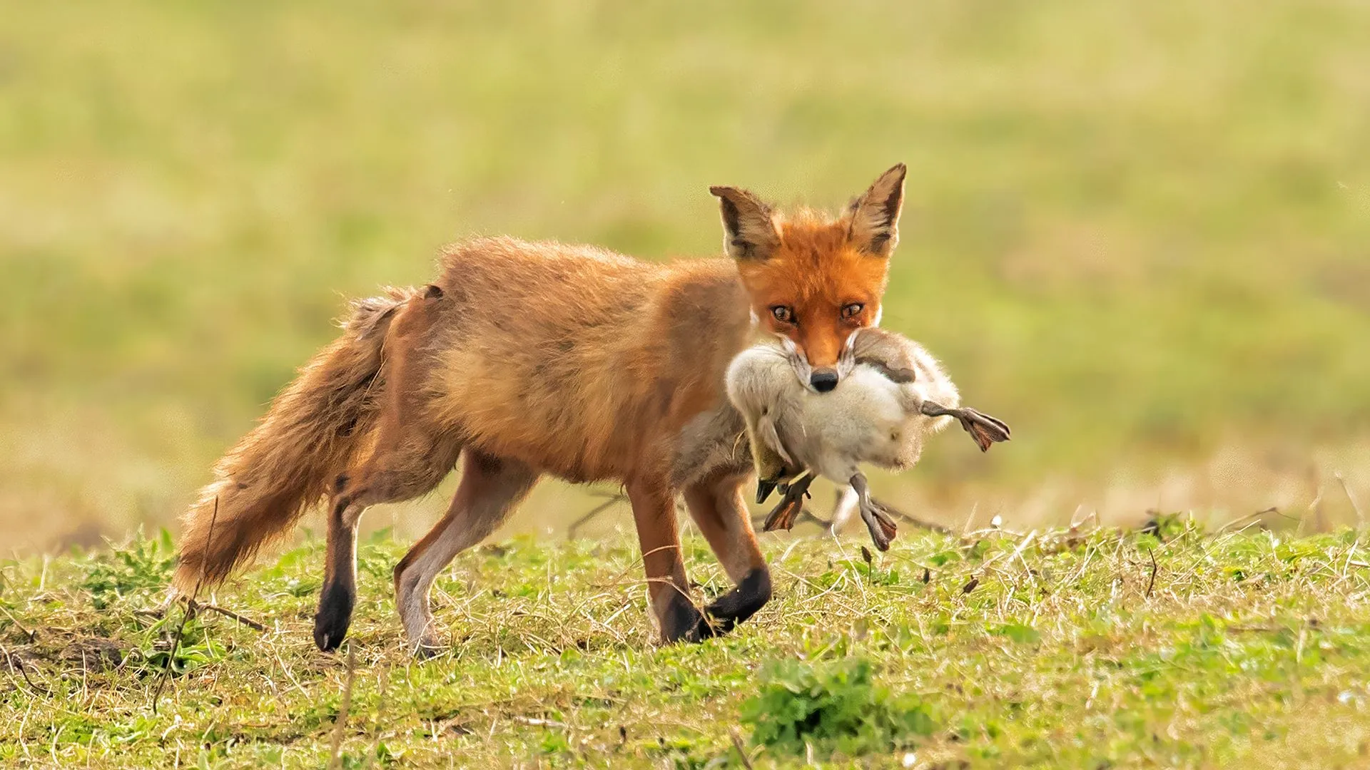 2024 11 01 vnf rene vos