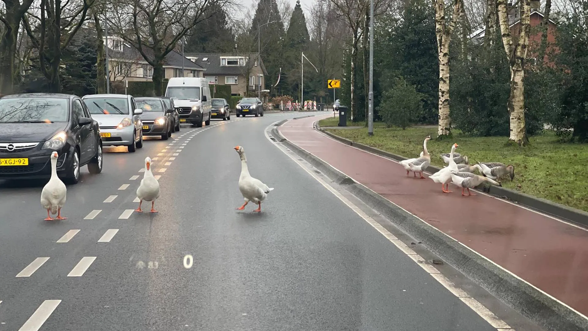 2025 02 12 gansen op de weg 2