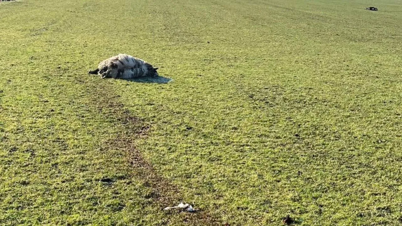 2025 02 18 dood schaap