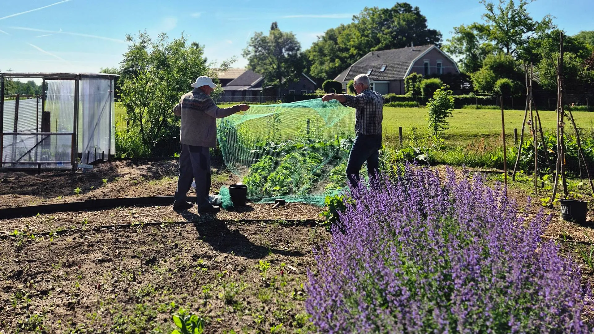 2025 05 20 moestuin aeres 11