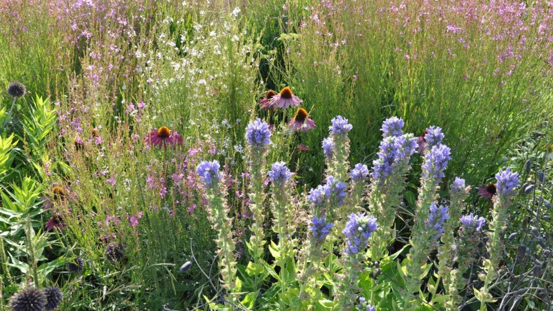 2025-11-09 De Dutch Wave beplanting