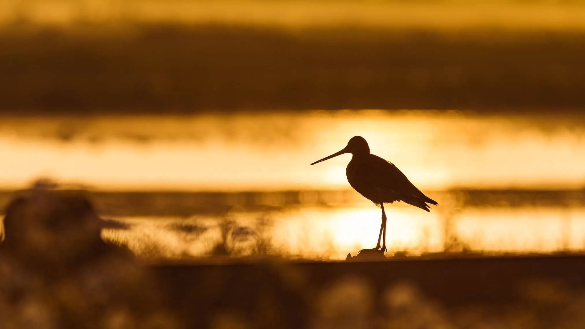 2025-11-09 natuurfoto harry van t veld-2