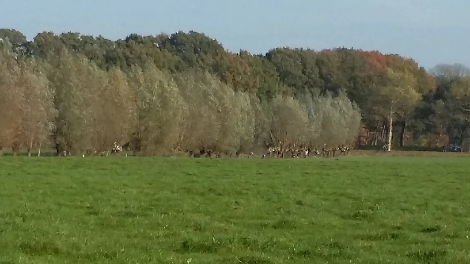 2026-02-04 knotwilgen