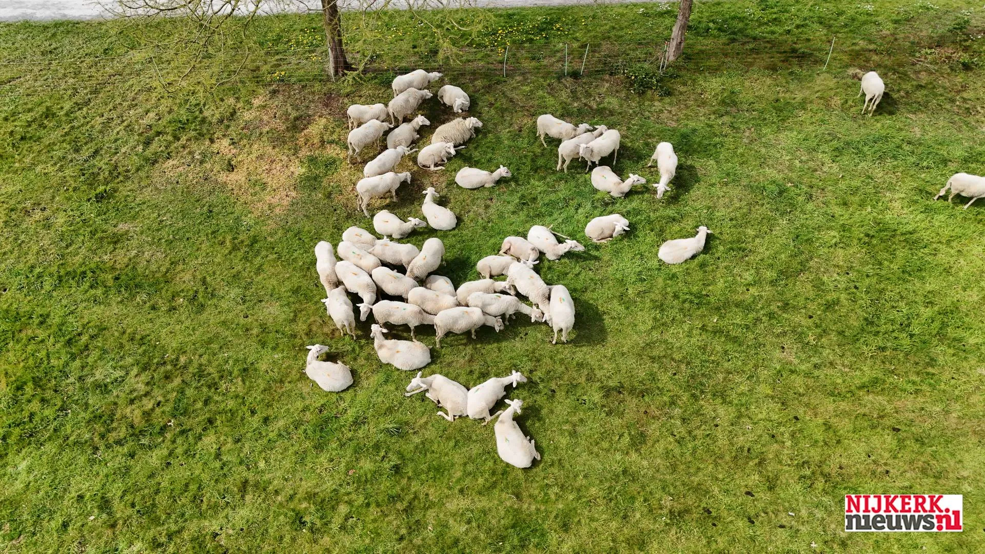 2026-04-SCHAAPSKUDDE-2