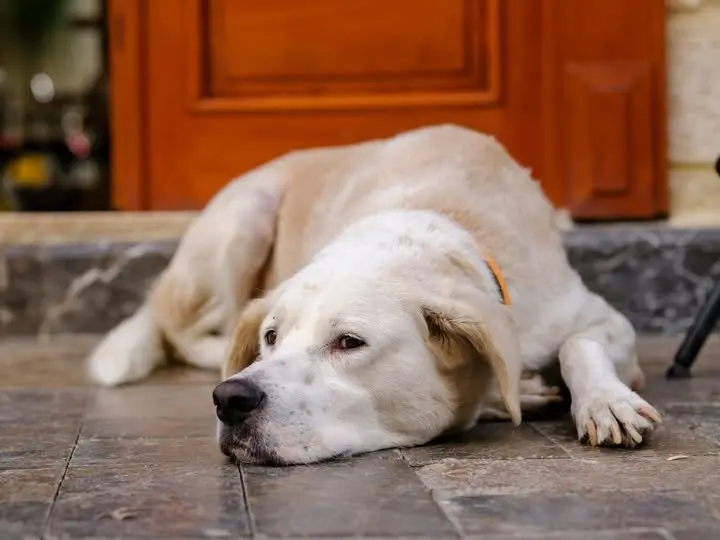 hond