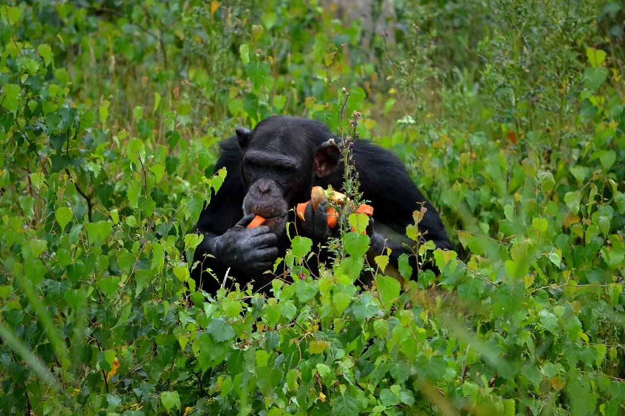 1280px chimpansee 5965104594 3