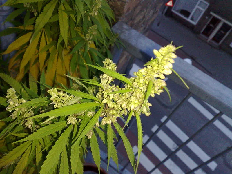800px flowering male marijuana plant