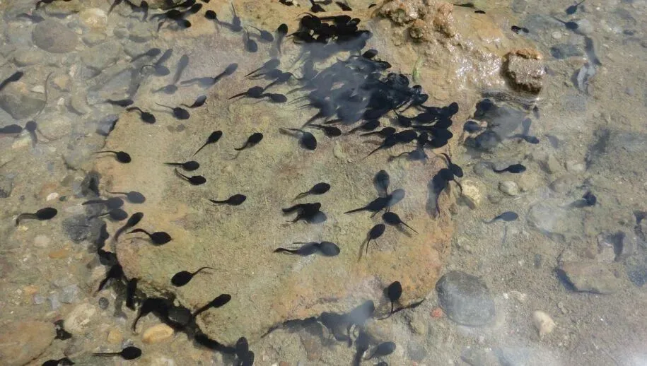 droogtekikkervisje alfonso1967 pixabay 915x518 1