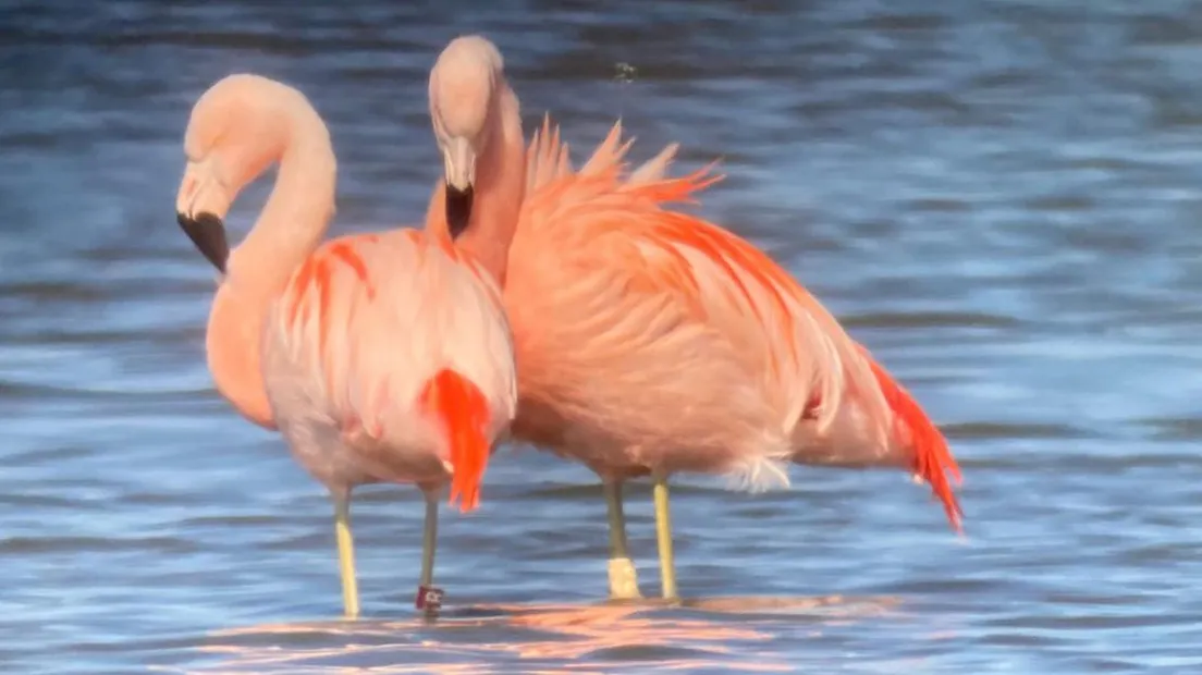 flamingos omroep gelderland