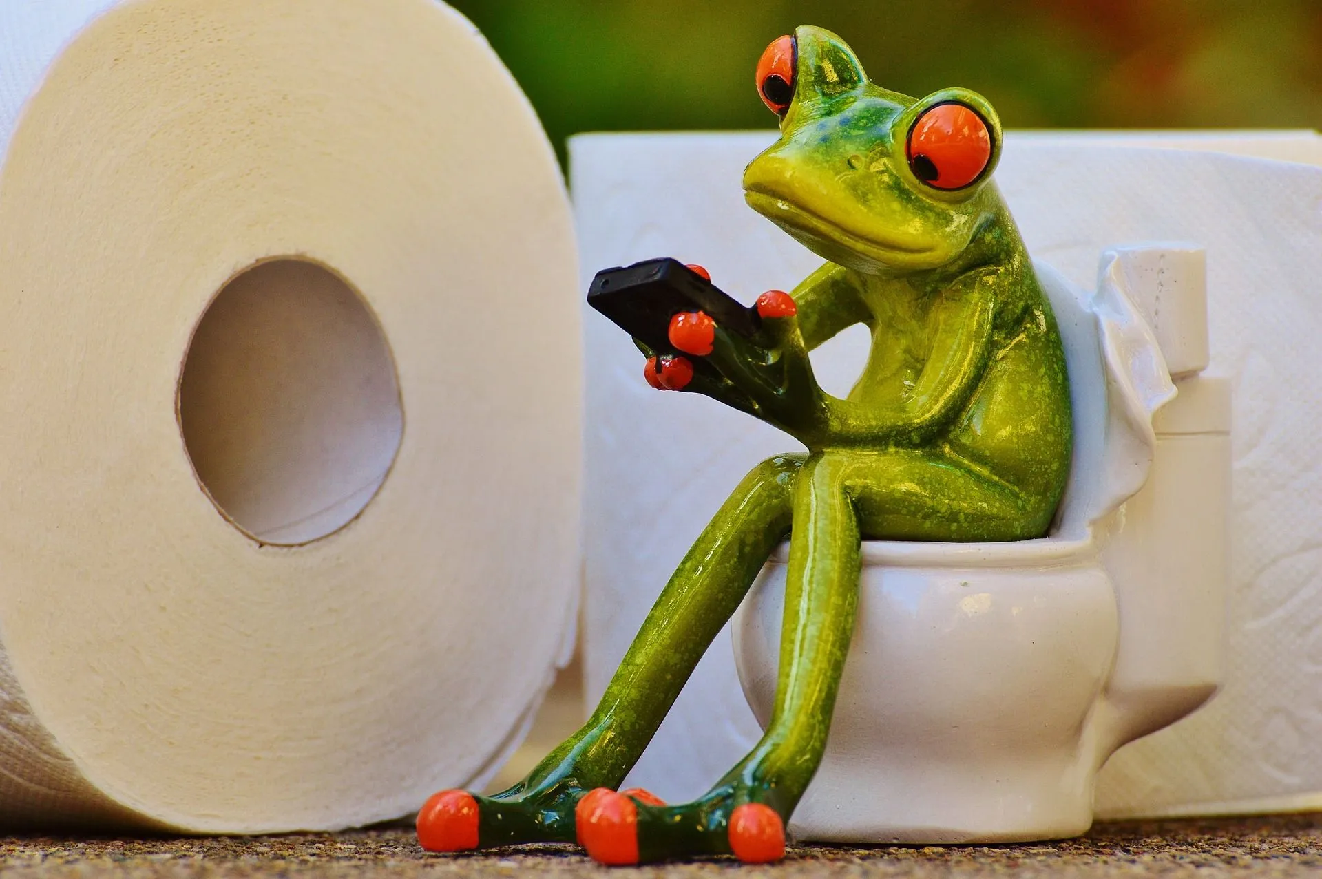 frog loo 2 pixabay 1920