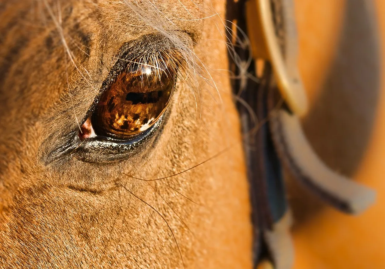 horse 536103 1280