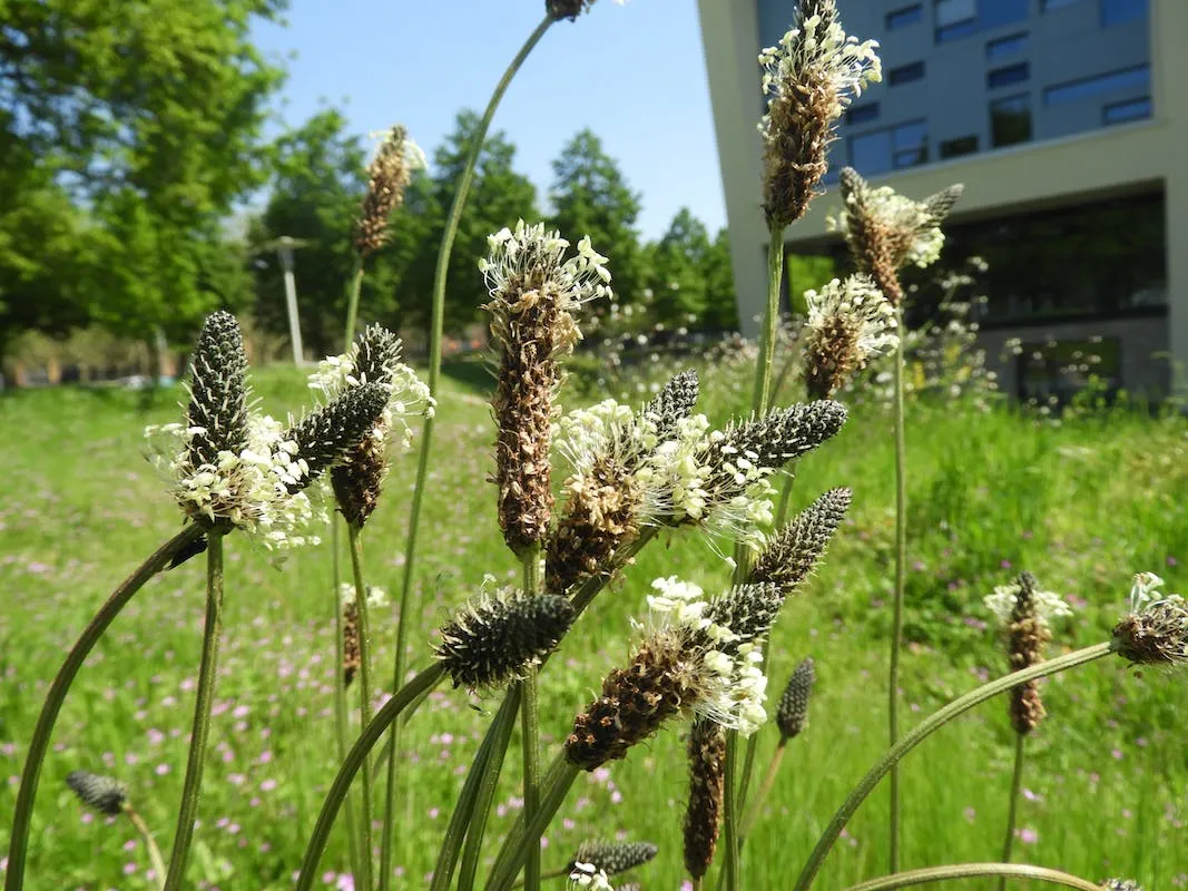 hortus civitatis