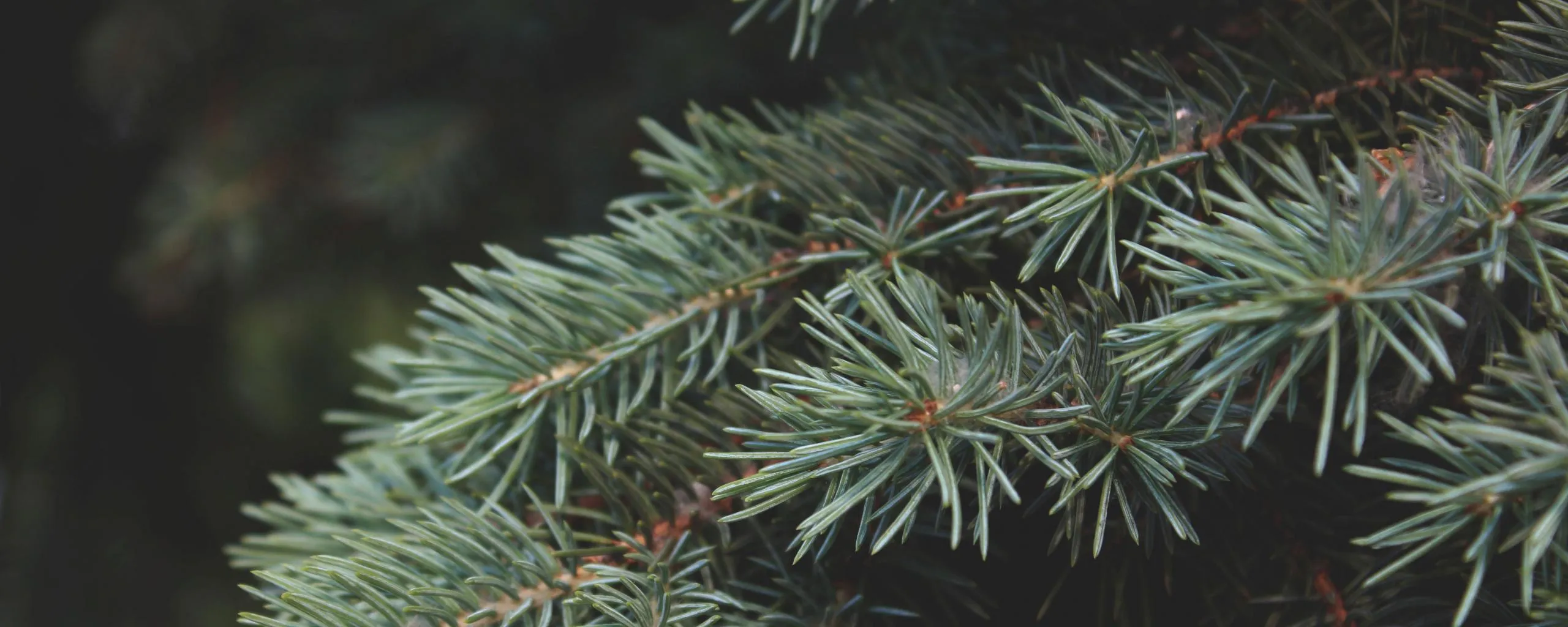 kerstboom