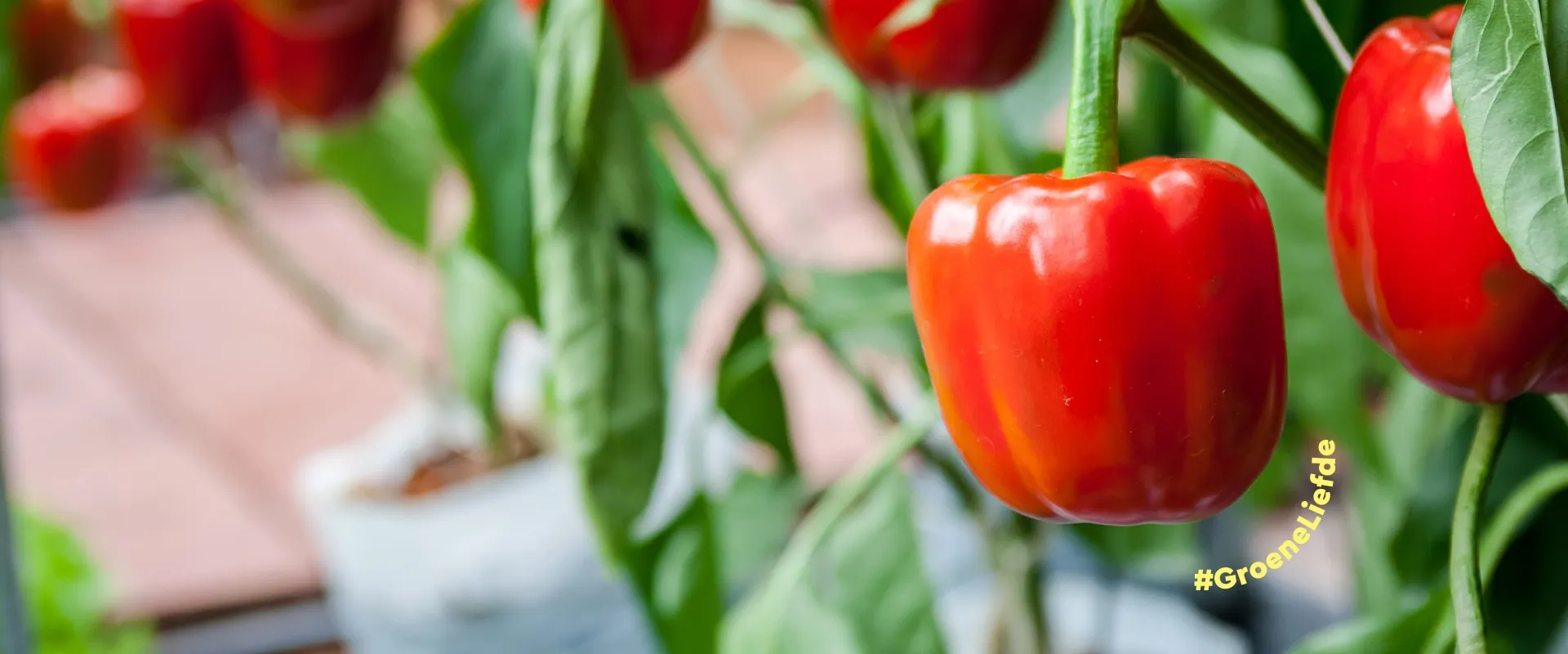 komin de kas 230207 groene liefde tussen banner 2