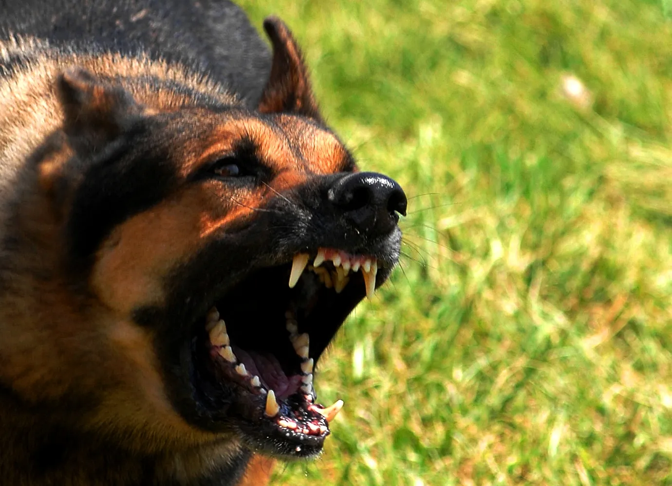 mad dog
