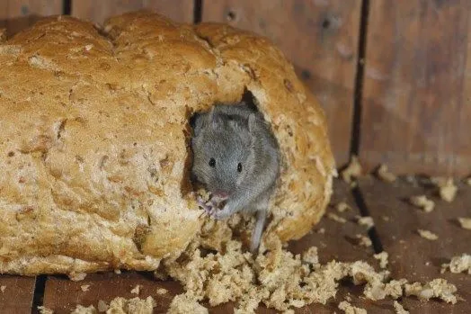muizenplaagbeestjeskwijt29