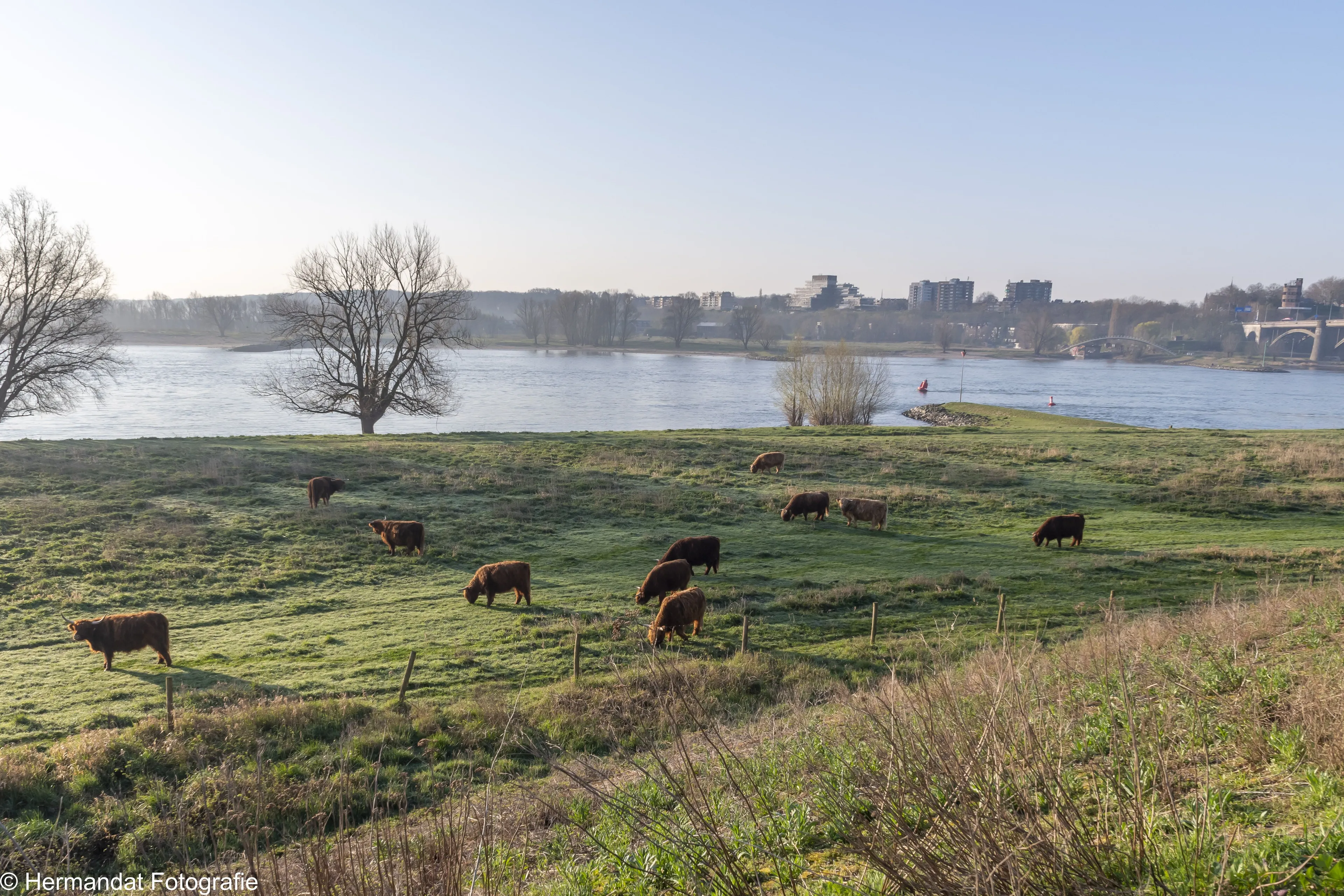 schotse hooglanders in de stadswaard nijmegen 7982 1