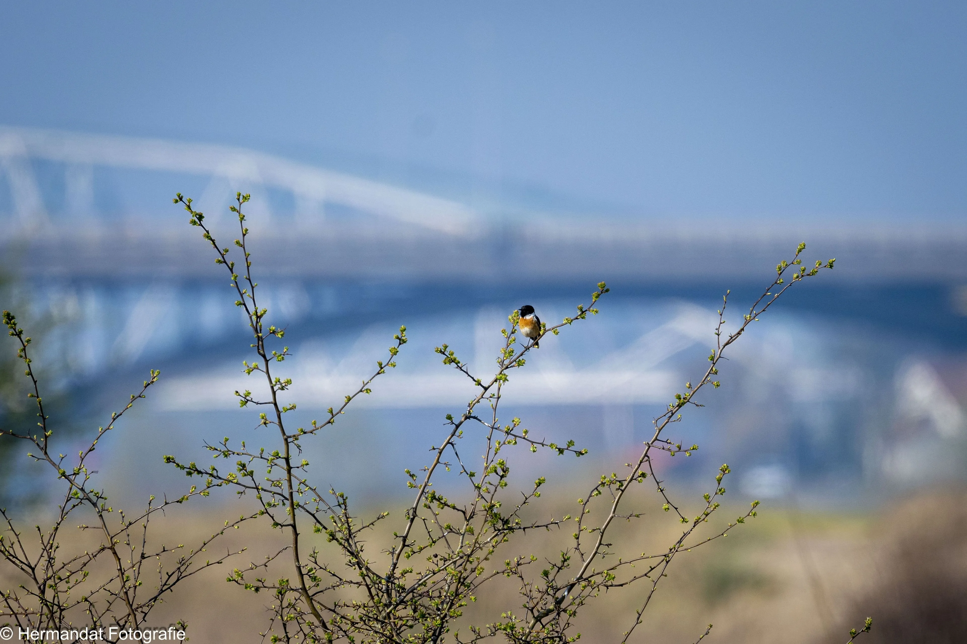 roodborsttapuit 3495