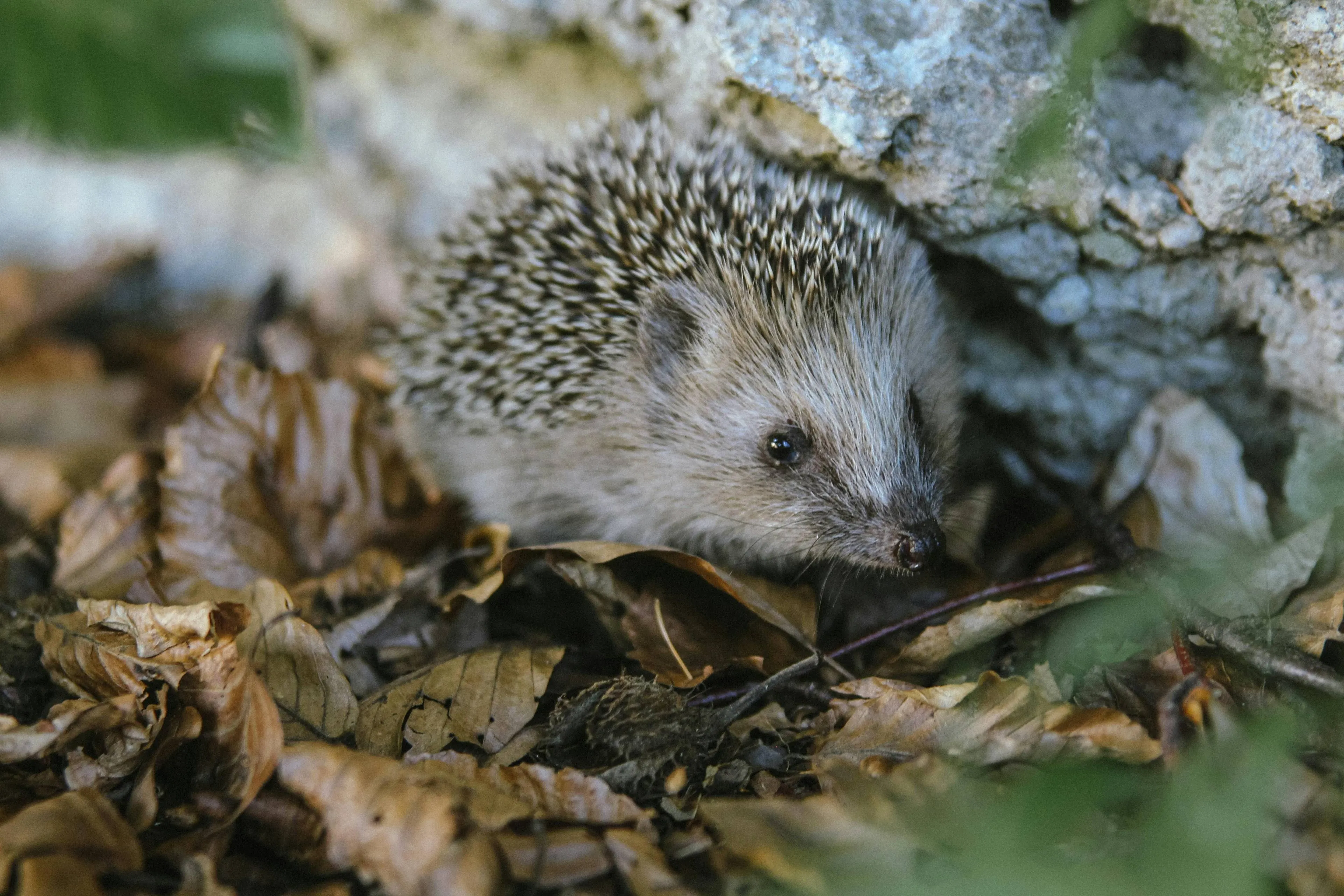 pexels-Egel18447656