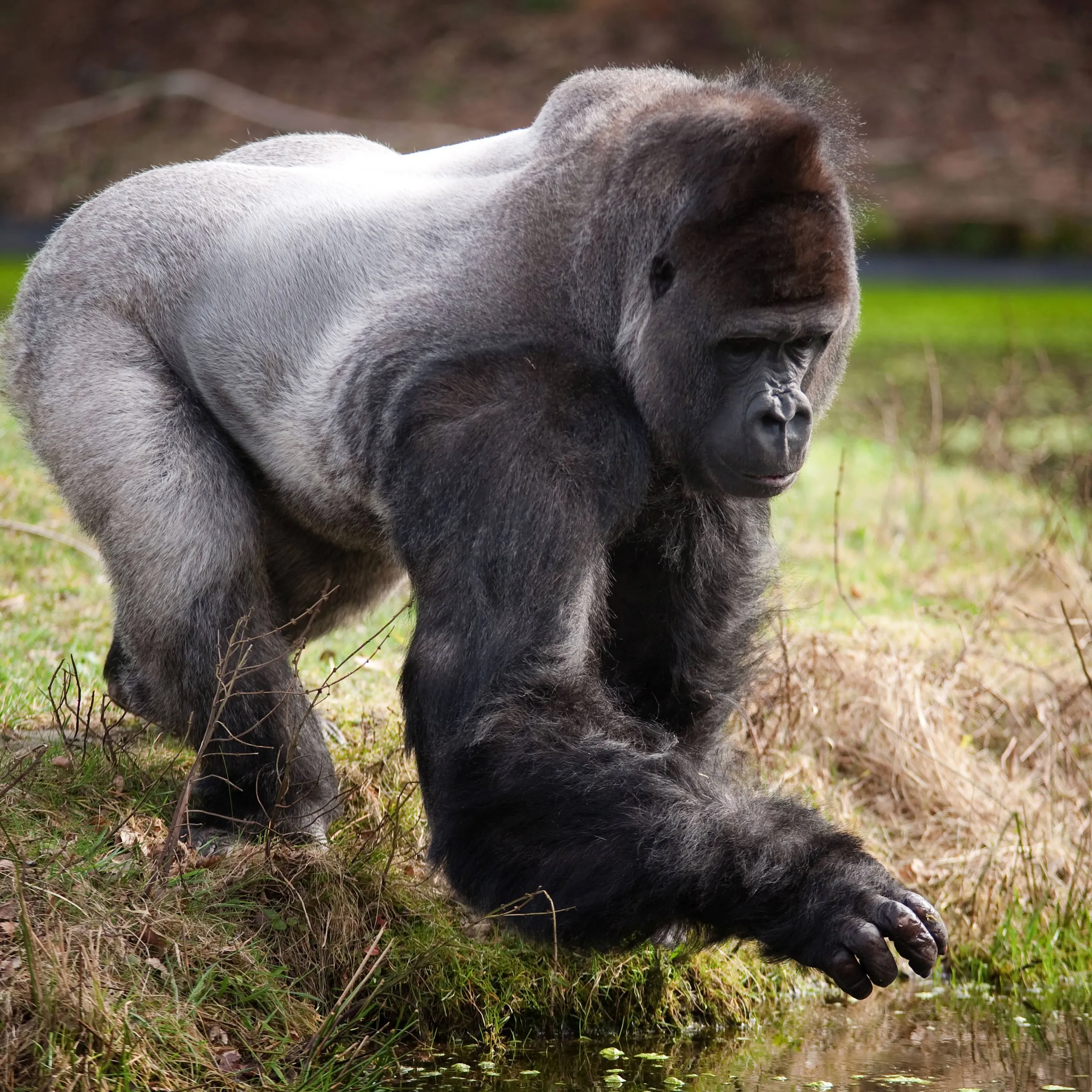 Gorilla-1
