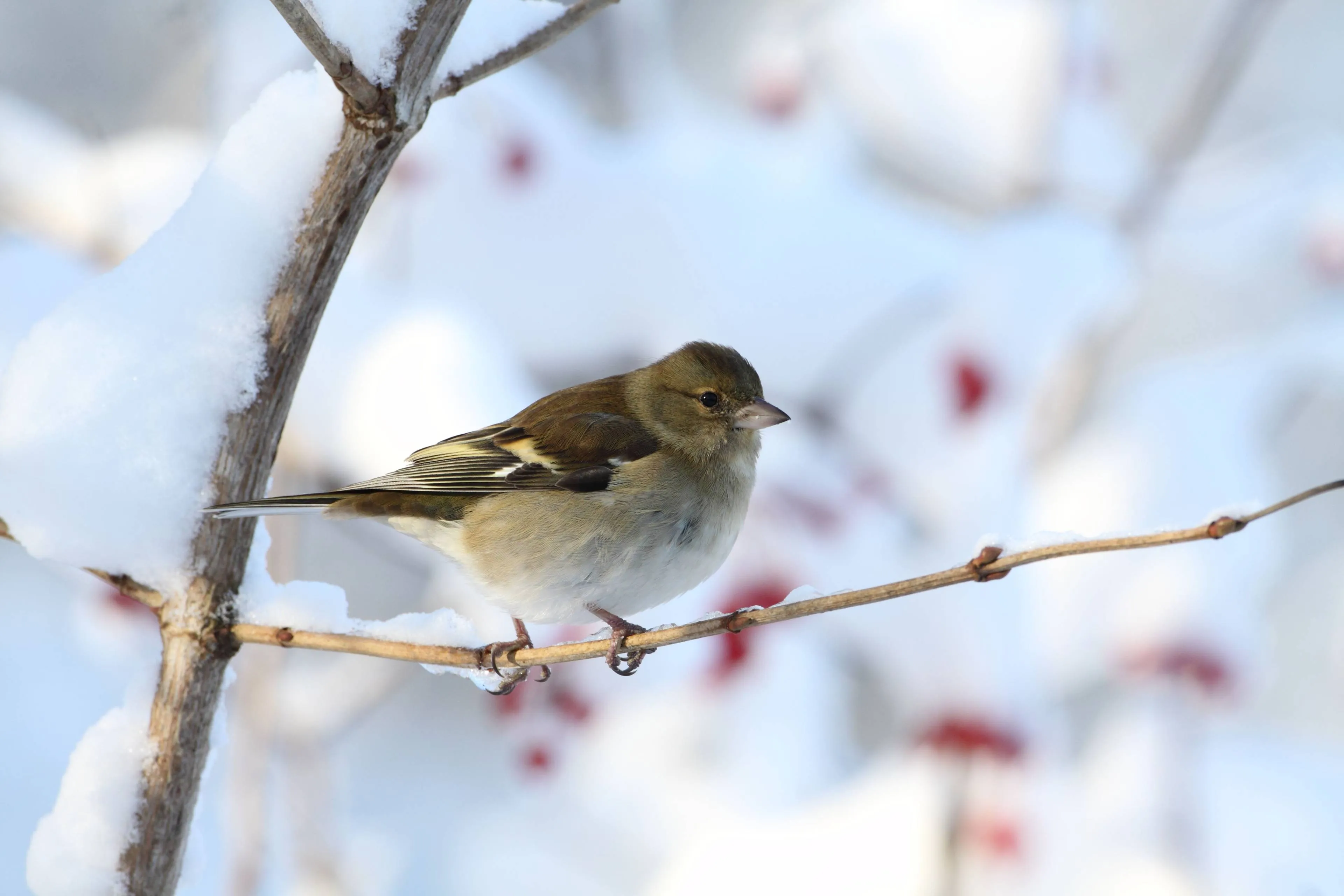 Ad-Sprang-Vink_Ad-Sprang-(13)